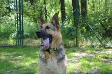 ARO, Hund, Mischlingshund in Slowakische Republik - Bild 39