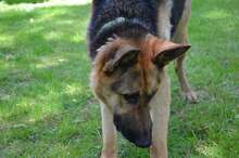 ARO, Hund, Mischlingshund in Slowakische Republik - Bild 41