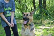 ARO, Hund, Mischlingshund in Slowakische Republik - Bild 5