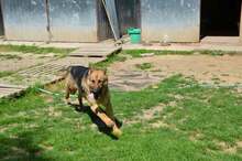 ARO, Hund, Mischlingshund in Slowakische Republik - Bild 7