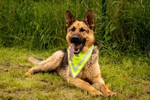 ARO, Hund, Mischlingshund in Slowakische Republik - Bild 8