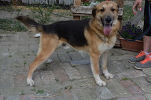 FARON, Hund, Mischlingshund in Ungarn - Bild 1