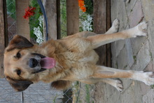 FARON, Hund, Mischlingshund in Ungarn - Bild 2