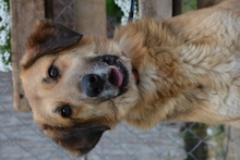 FARON, Hund, Mischlingshund in Ungarn - Bild 3