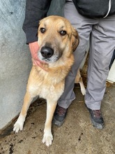 FARON, Hund, Mischlingshund in Ungarn - Bild 6