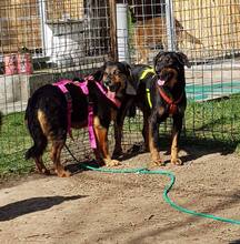 CORA, Hund, Hovawart-Mix in Rumänien - Bild 3