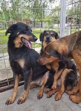 CORA, Hund, Hovawart-Mix in Rumänien - Bild 4