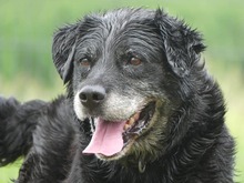 ROLLO, Hund, Labrador Retriever-Mix in Michelstadt - Bild 10