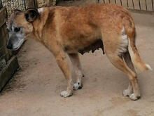 JOSEFINA, Hund, Mischlingshund in Portugal - Bild 4