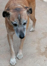 JOSEFINA, Hund, Mischlingshund in Portugal - Bild 5