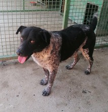 BRANKO, Hund, Mischlingshund in Kroatien - Bild 2