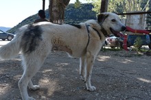 LILLY, Hund, Mischlingshund in Griechenland - Bild 2