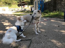 LILLY, Hund, Mischlingshund in Griechenland - Bild 3