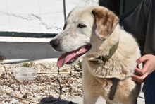 LILLY, Hund, Mischlingshund in Griechenland - Bild 4