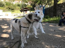LILLY, Hund, Mischlingshund in Griechenland - Bild 5
