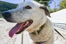 LILLY, Hund, Mischlingshund in Griechenland - Bild 6