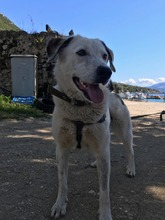LILLY, Hund, Mischlingshund in Griechenland - Bild 7