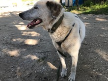 LILLY, Hund, Mischlingshund in Griechenland - Bild 8