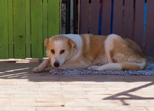 NIRVANA, Hund, Mischlingshund in Spanien - Bild 10