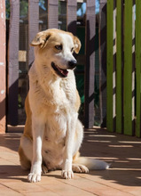 NIRVANA, Hund, Mischlingshund in Spanien - Bild 11