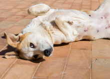 NIRVANA, Hund, Mischlingshund in Spanien - Bild 13