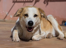 NIRVANA, Hund, Mischlingshund in Spanien - Bild 14
