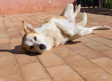 NIRVANA, Hund, Mischlingshund in Spanien - Bild 17