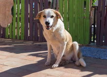 NIRVANA, Hund, Mischlingshund in Spanien - Bild 18