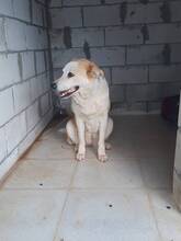 NIRVANA, Hund, Mischlingshund in Spanien - Bild 2