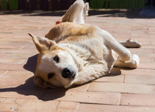 NIRVANA, Hund, Mischlingshund in Spanien - Bild 9