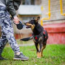 KIRA, Hund, Mischlingshund in Russische Föderation - Bild 11