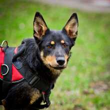 KIRA, Hund, Mischlingshund in Russische Föderation - Bild 4