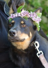 KIRA, Hund, Mischlingshund in Russische Föderation - Bild 5