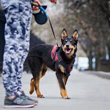 KIRA, Hund, Mischlingshund in Russische Föderation - Bild 9
