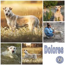 DOLORES, Hund, Mischlingshund in Eberswalde - Bild 1