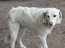 CARA, Hund, Mischlingshund in Oberviechtach - Bild 11