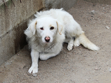 CARA, Hund, Mischlingshund in Oberviechtach - Bild 12