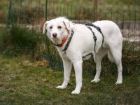 CARA, Hund, Mischlingshund in Oberviechtach - Bild 3