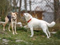 CARA, Hund, Mischlingshund in Oberviechtach - Bild 4