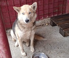 FENJA, Hund, Siberian Husky-Mix in Rumänien - Bild 6