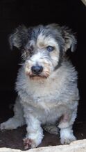 SNOPO, Hund, Mischlingshund in Ungarn - Bild 1