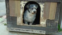 SNOPO, Hund, Mischlingshund in Ungarn - Bild 4