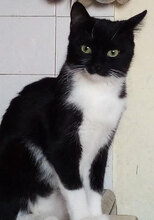 DELIA, Katze, Hauskatze in Bulgarien - Bild 3
