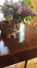 MAXI, Katze, Hauskatze in Bulgarien - Bild 1