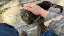 MAXI, Katze, Hauskatze in Bulgarien - Bild 2