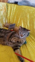 TONKA, Katze, Hauskatze in Bulgarien - Bild 3