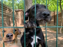 SIMON, Hund, Mischlingshund in Ungarn - Bild 1