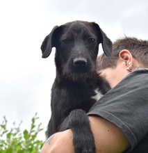 SIMON, Hund, Mischlingshund in Ungarn - Bild 12