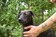 SIMON, Hund, Mischlingshund in Ungarn - Bild 14