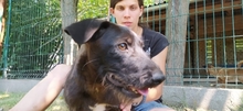 SIMON, Hund, Mischlingshund in Ungarn - Bild 3